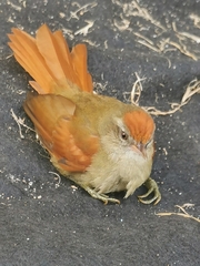 Cranioleuca curtata