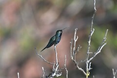 Heliomaster furcifer