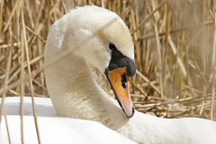 Cygnus olor