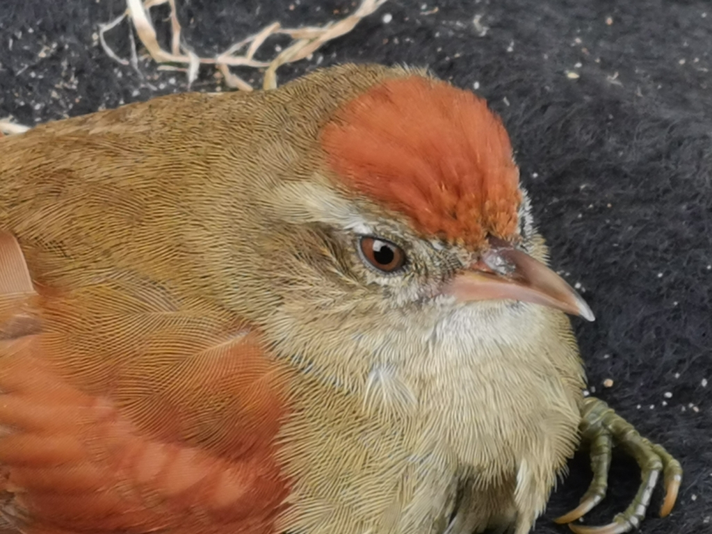 Ash-browed Spinetail (Cranioleuca curtata)
