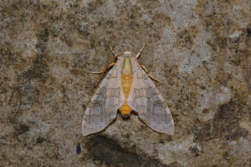 Sycamore Tussock Moth photo 5