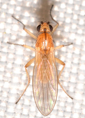 Lonchoptera bifurcata