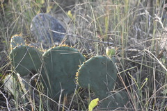 Opuntia bentonii