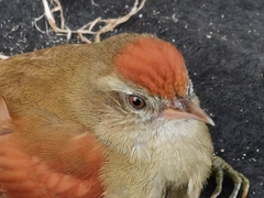 Cranioleuca curtata