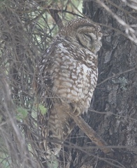 Strix occidentalis