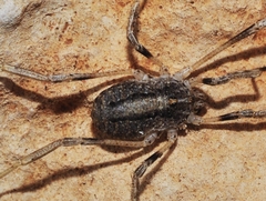 Odiellus