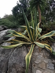 Agave