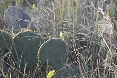 Opuntia bentonii