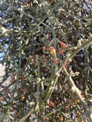 Phoradendron californicum