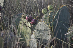 Opuntia bentonii