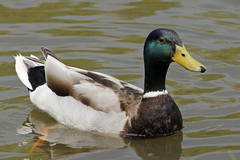 Anas platyrhynchos