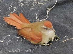 Cranioleuca curtata