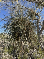 Phoradendron californicum