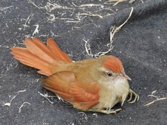 Cranioleuca curtata