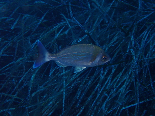 Black Seabream