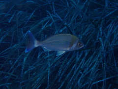 Spondyliosoma cantharus