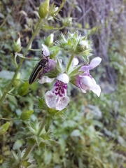 Stachys grandidentata