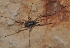Odiellus