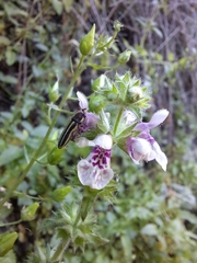 Stachys grandidentata