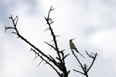 Nectarinia famosa famosa