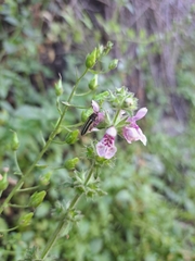 Stachys grandidentata