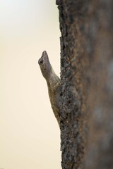 Anolis