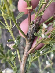 Gnorimoschema baccharisella