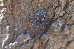 Aglaophon variegatus