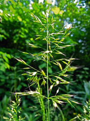 Trisetum flavescens