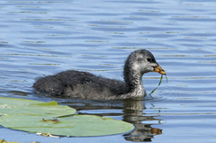 Fulica atra