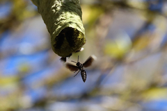 Parachartergus apicalis