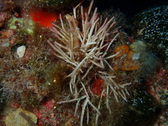 Tricleocarpa fragilis