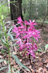 Dipodium punctatum