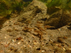 Catostomus tahoensis