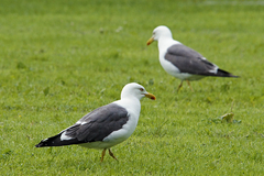 Larus fuscus