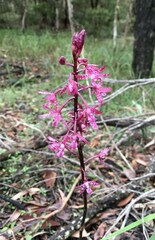 Dipodium punctatum