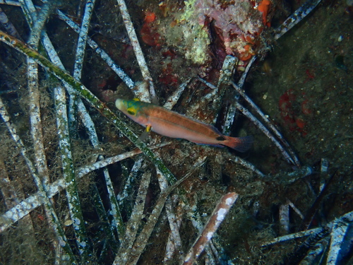 Axillary Wrasse, photo 5 of 10