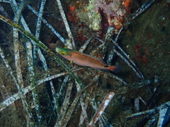 Symphodus mediterraneus
