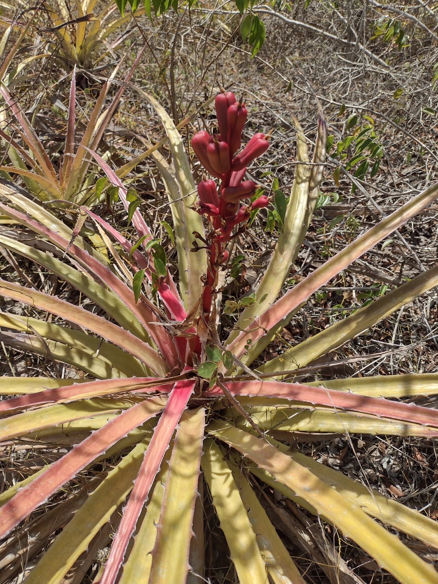 Bromelia arenaria