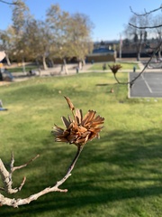 Liriodendron
