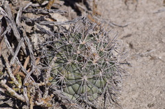 Coryphantha poselgeriana