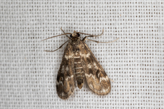 Hygraula nitens