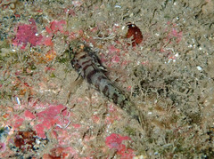 Chromogobius zebratus