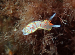 Diaphorodoris papillata