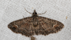 Pasiphilodes testulata