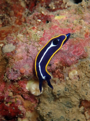 Felimare fontandraui