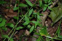 Memoremea scorpioides