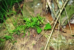Memoremea scorpioides