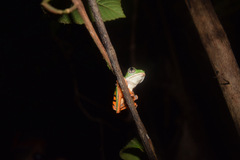 Callimedusa tomopterna