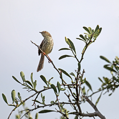 Prinia maculosa maculosa